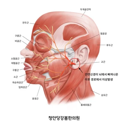 얼굴 근육과 안면신경
